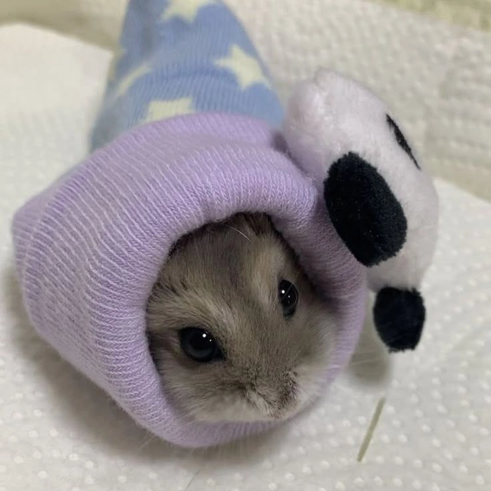 hamster pfp cutest