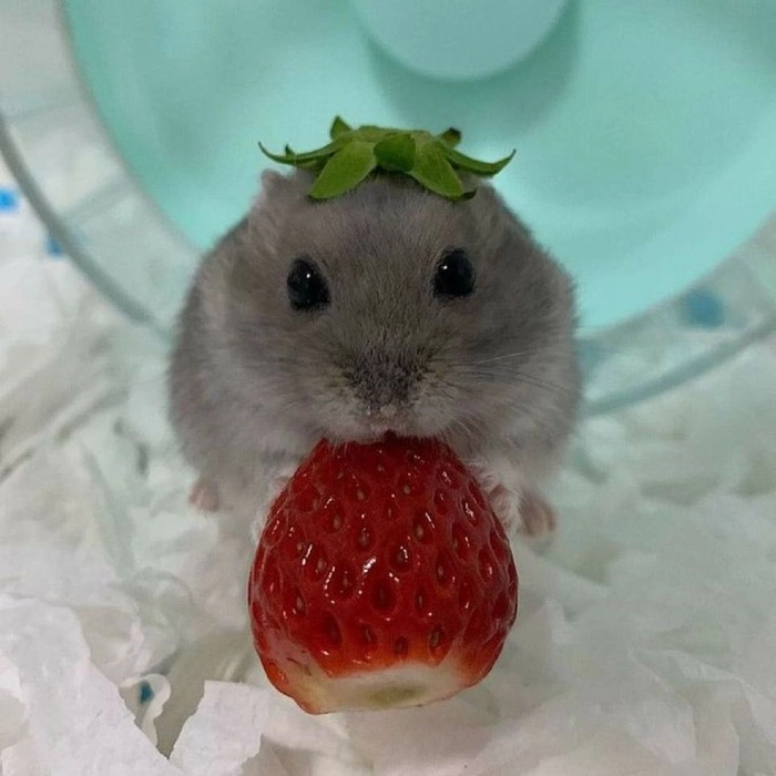 hamster pfp strawberry