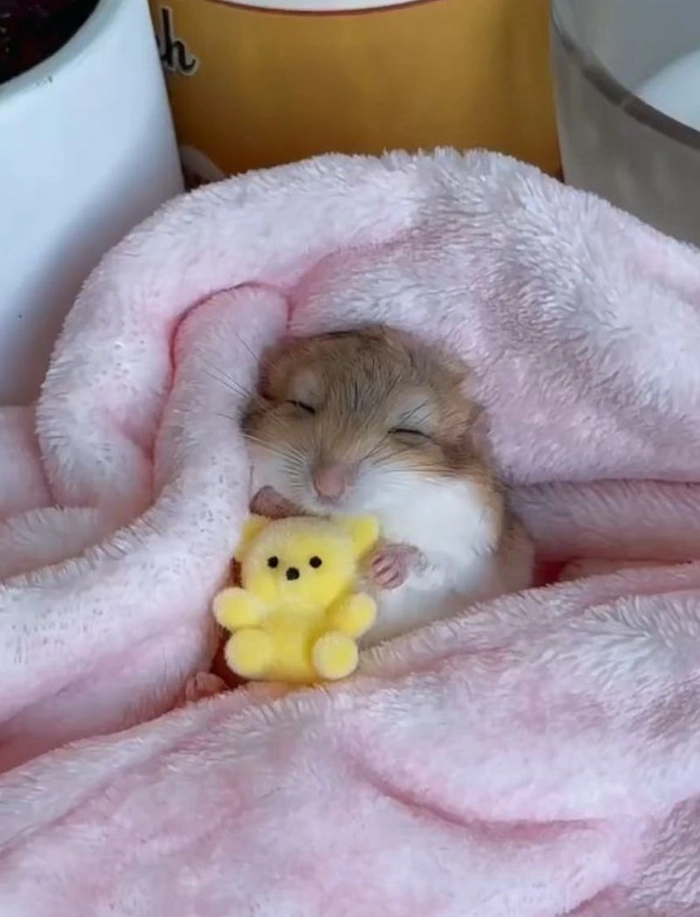 hamster sleep pfp