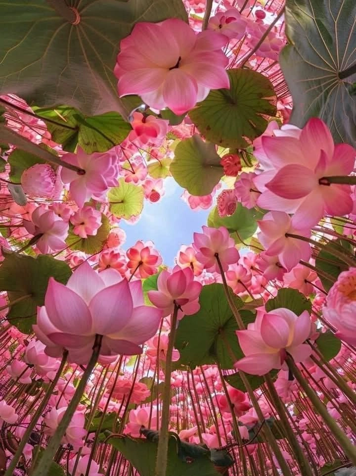 images of beautiful flowers for dp