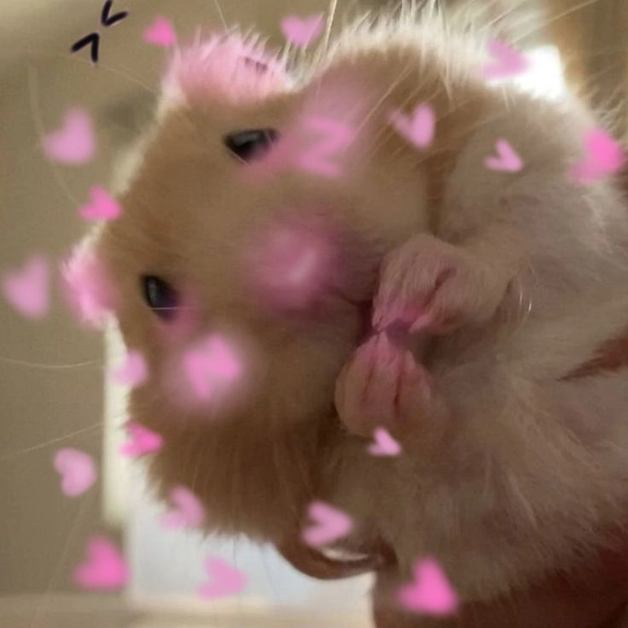 lovely hamster meme pfp