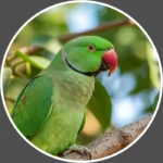 parrot dp for whatsapp