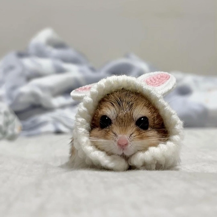 rabbit hamster pfp