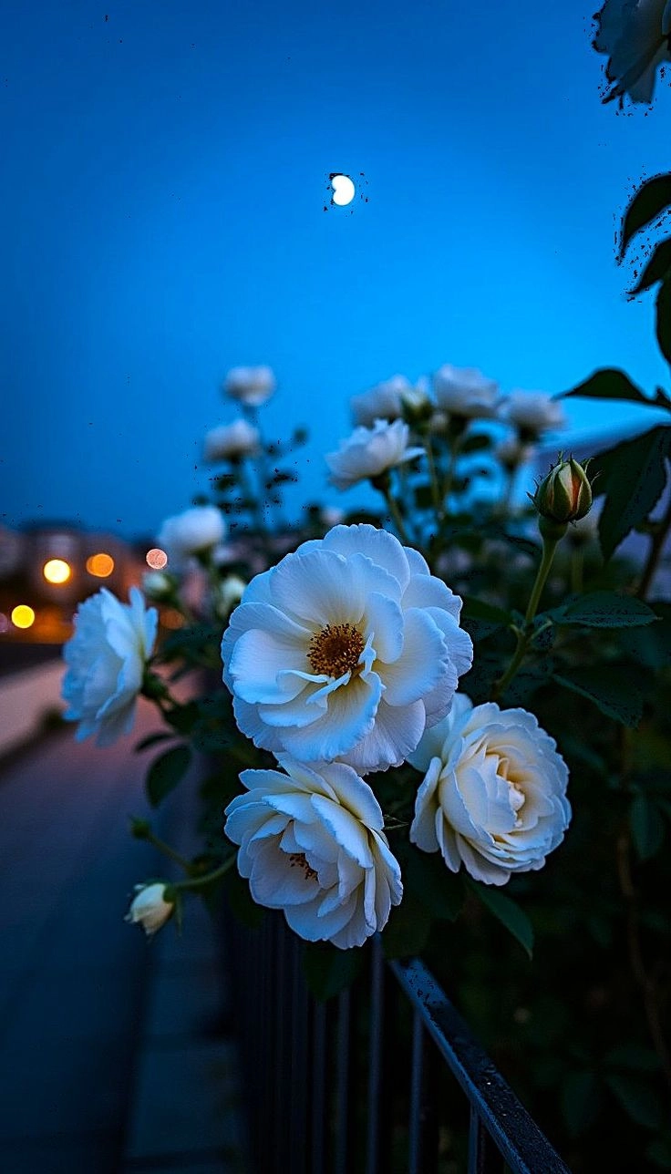 romantic beautiful flowers images for dp