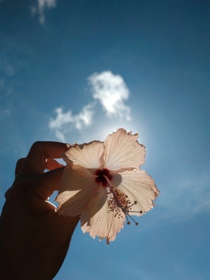 sky aesthetic flower dp