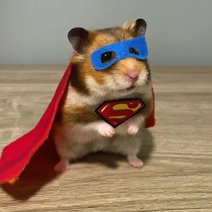 spider hamster pfp