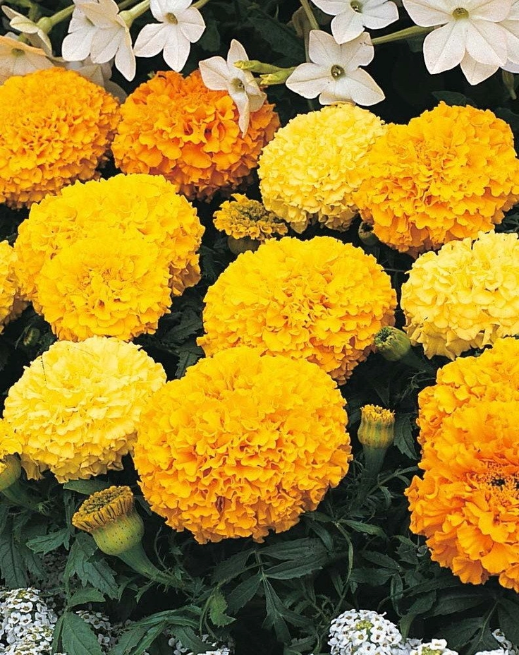 whatsapp dp beautiful flowers