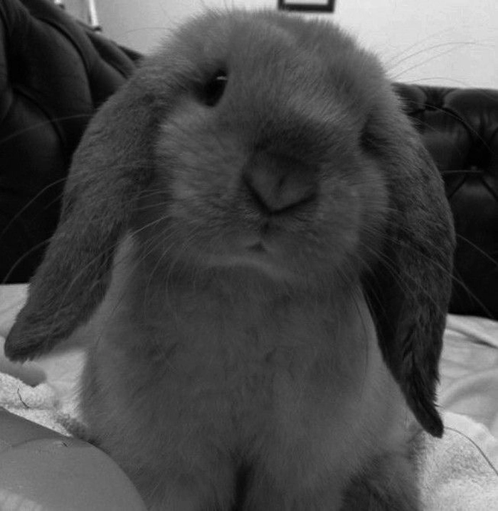 Cute bunny grey dp