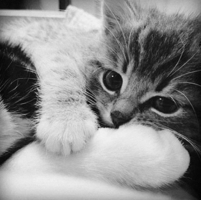 black and white dp for instagram