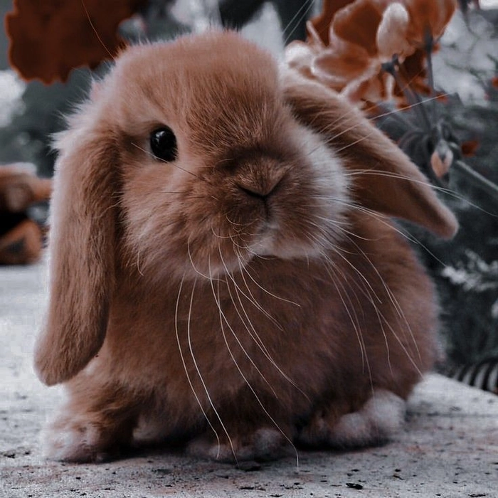 brown bunny pfp