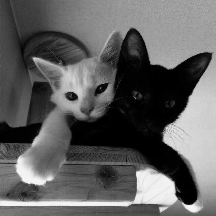 cute gray cat pfp