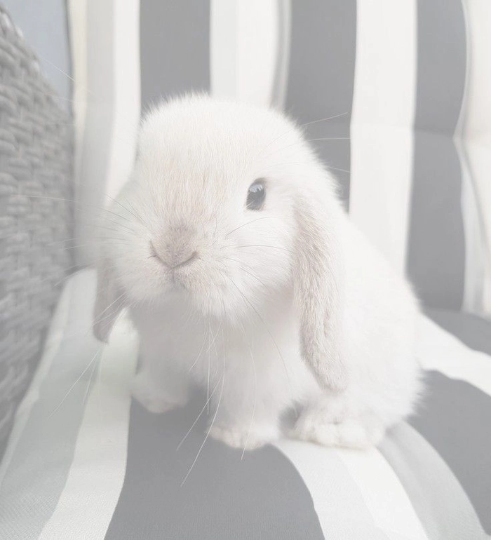 cute white pfp