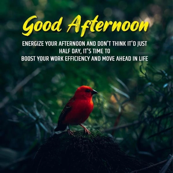 free good afternoon images with quotes for whatsapp