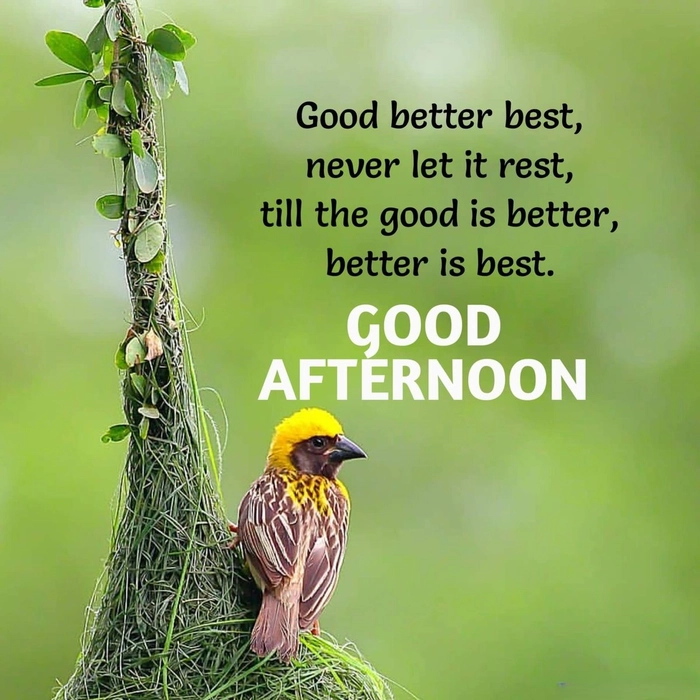 good afternoon images for whatsapp with quotes in english