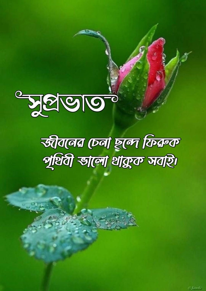 good morning images for whatsapp bengali