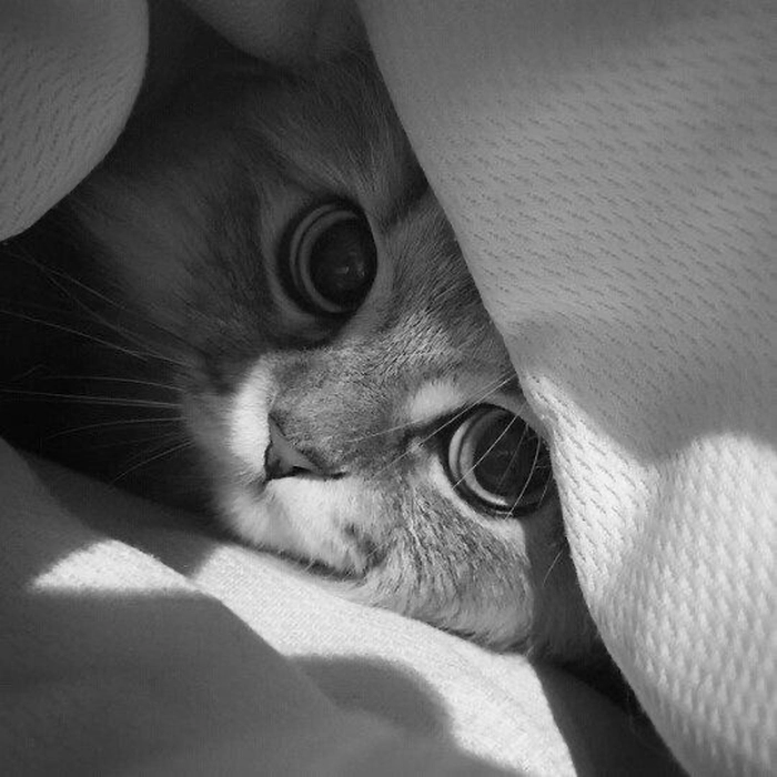 gray cat pfp