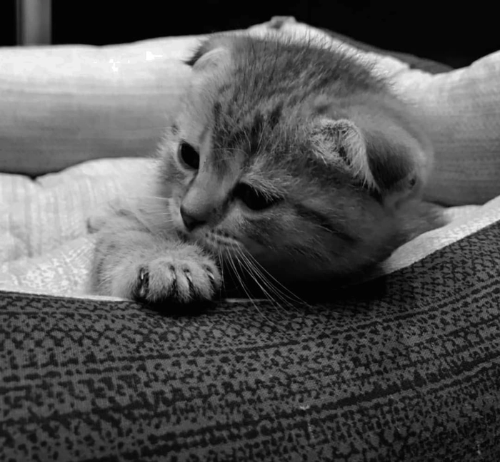 gray kitten pfp