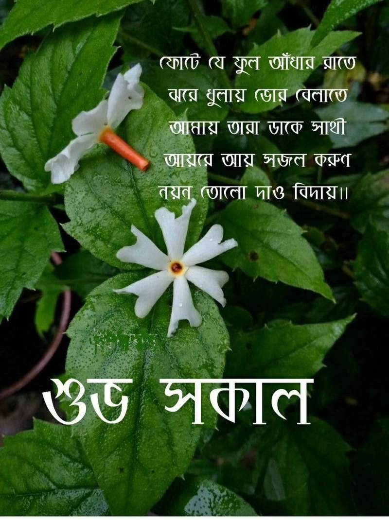 morning wishes bengali good morning images