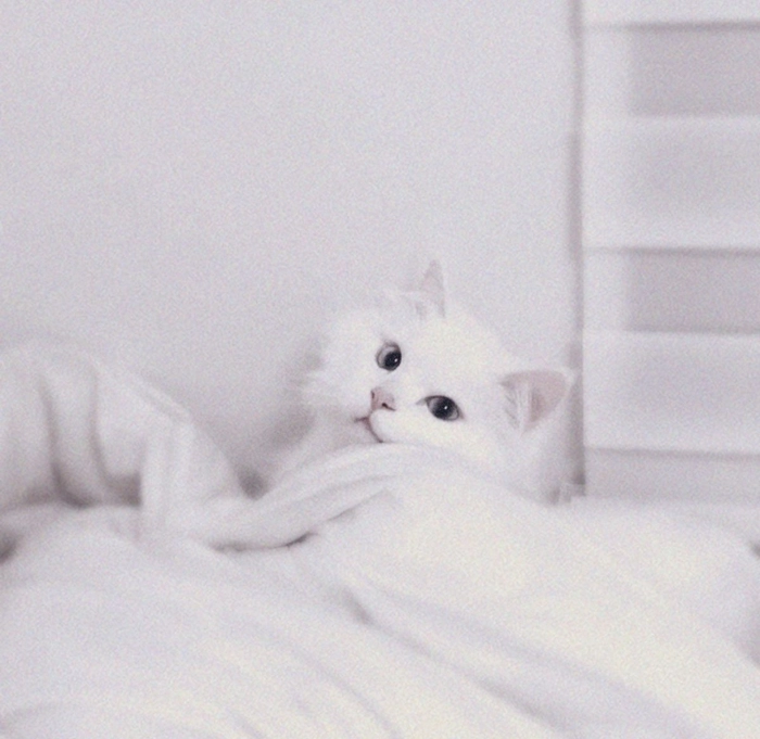 white cat dp for whatsapp