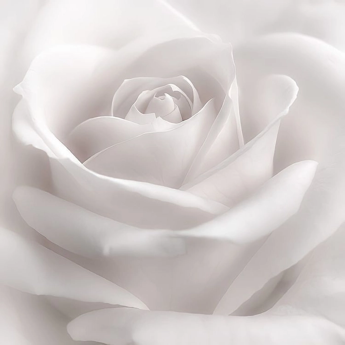 white rose dp for whatsapp