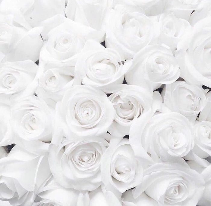 white rose images for dp