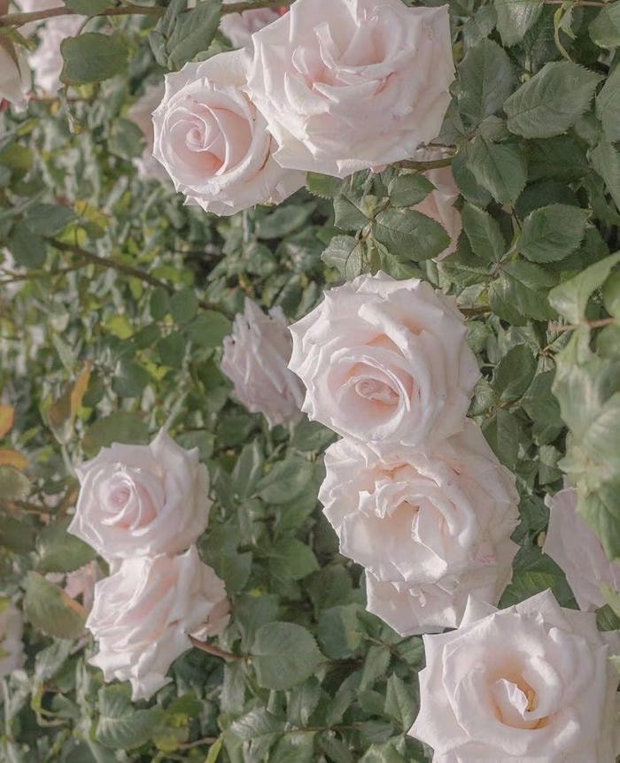 simple tone romantic dp