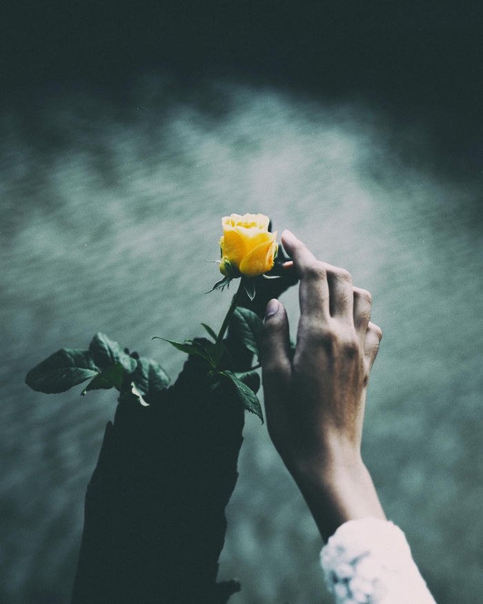 HD Love rose image soft romantic floral art