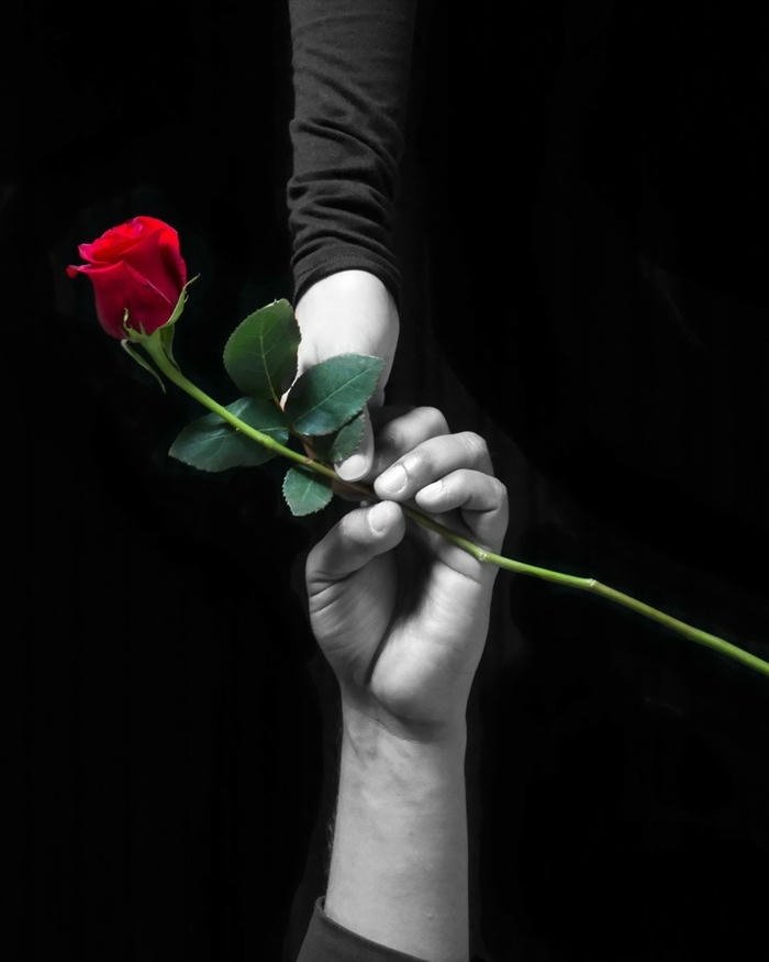 Image love rose hd romantic rose garden background