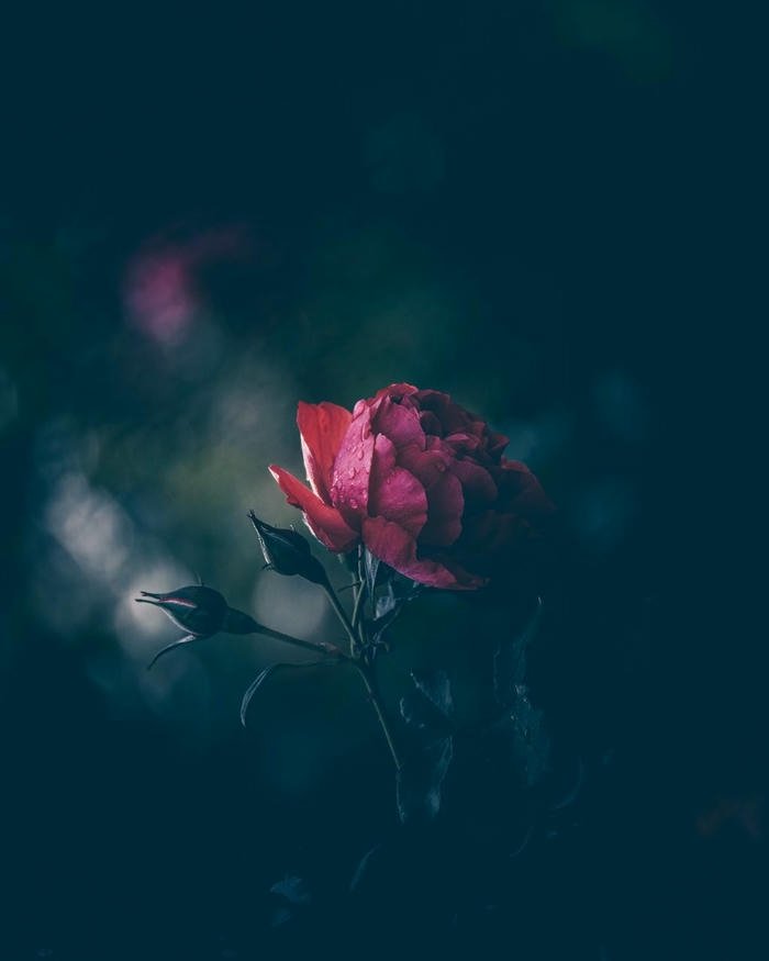 Love rose image hd passion love flower symbol