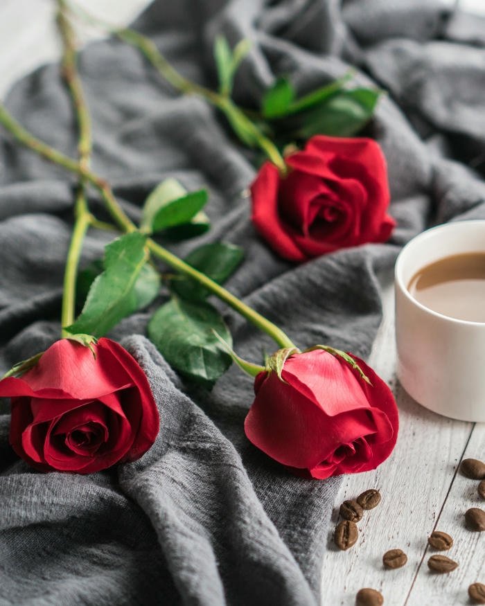 Love rose image hd tender romantic rose mood