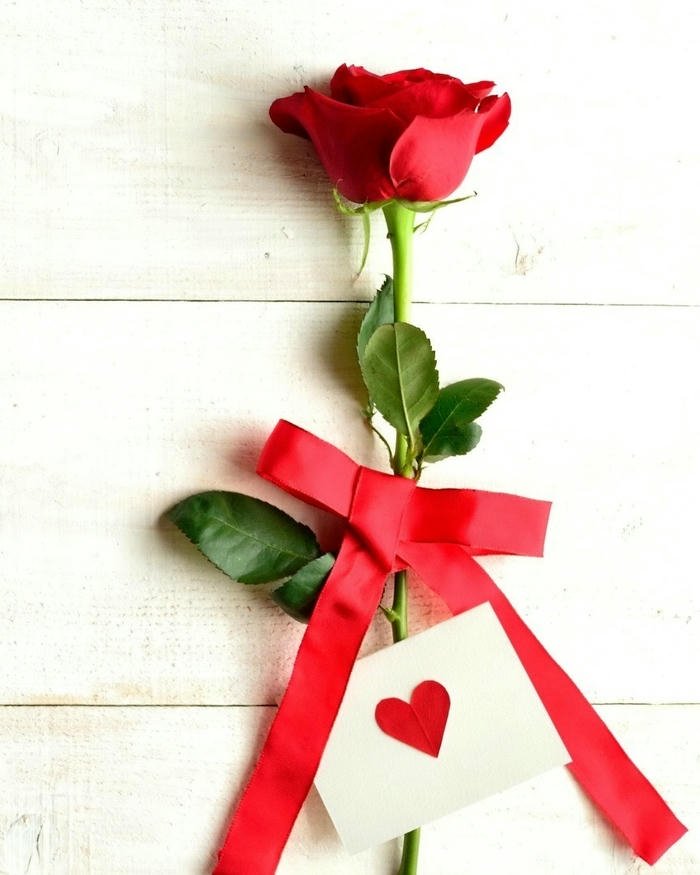 Rose love image hd closeup romantic rose petals