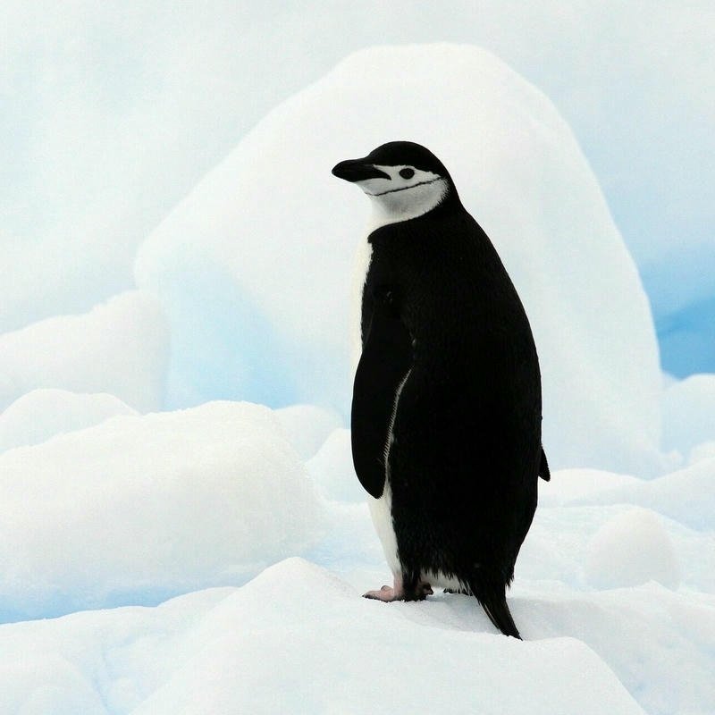 Antarctic penguin photo standing on vast ice field