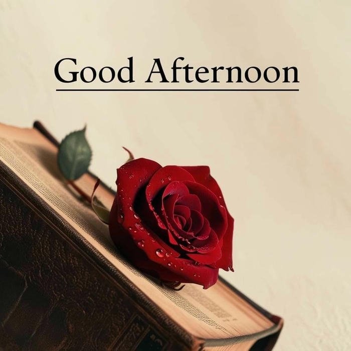 Good afternoon images love red rose on book classic