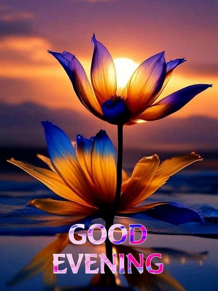 Good evening love image blue orange lotus flowers water reflection.