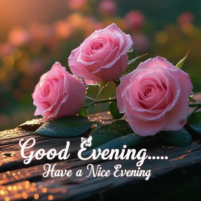Good evening love image pink roses wooden table sunset glow.