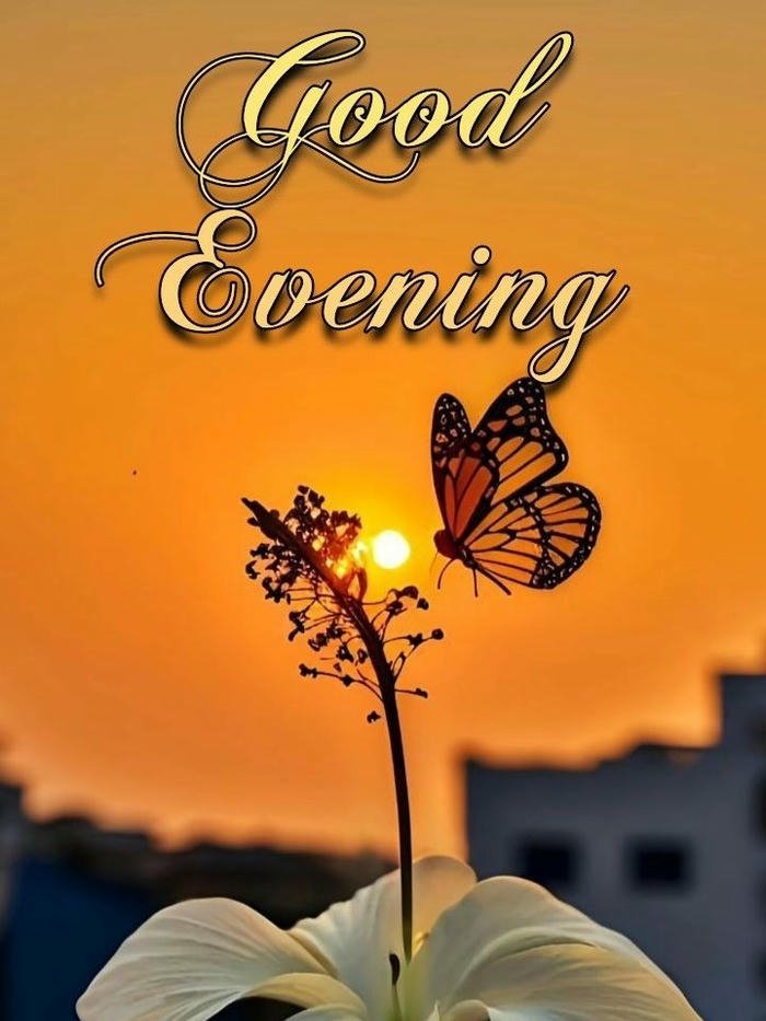 Good evening love image sunset butterfly silhouette golden light nature.