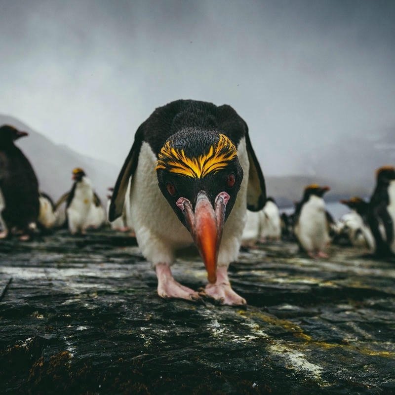 King penguin photo walking with gold crown on