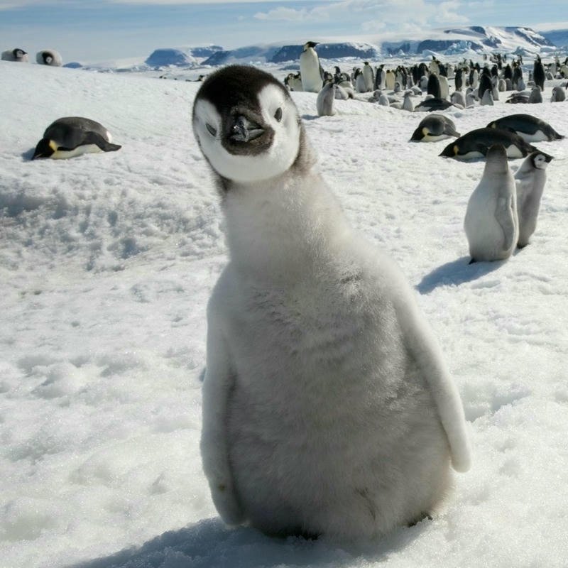 Penguin dp fluffy baby chick standing in winter snow