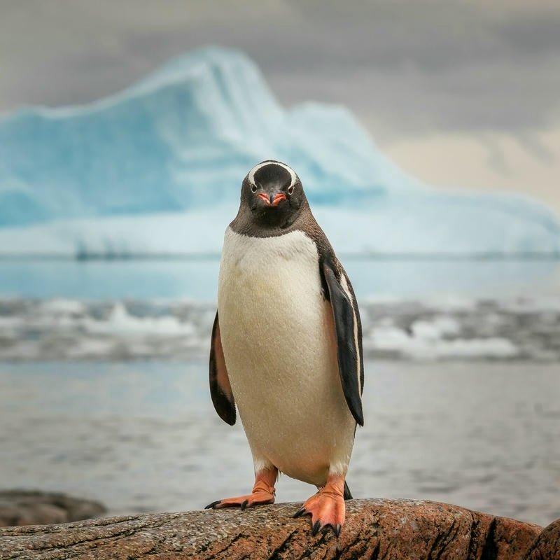 Penguin dp standing alone on rocky beach shore nature