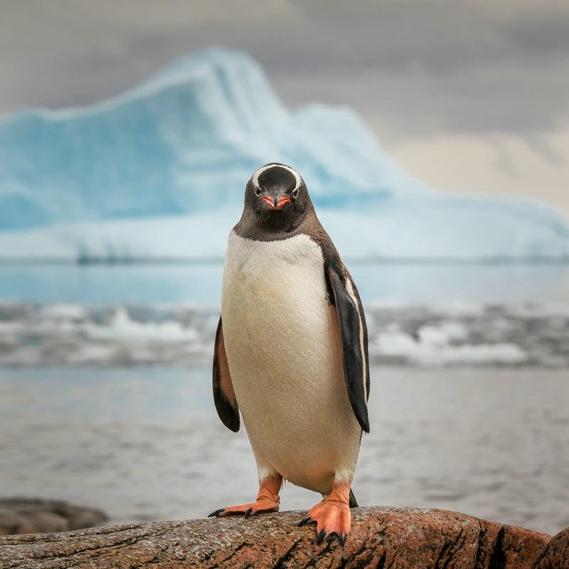 Penguin dp walking on sand near blue water beach