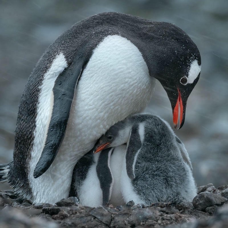 Real penguin photo parent looking after small chick