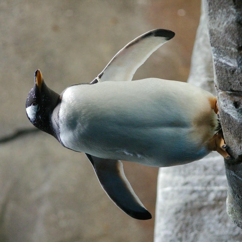 Swimming penguin photo diving into clear blue water