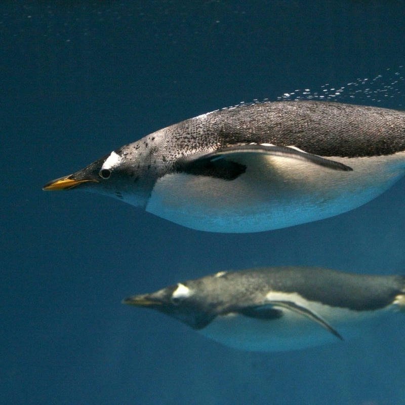 Underwater penguin shot swimming together in deep ocean