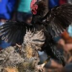 cac-truong-ga-truc-tuyen-hang-dau-thi-truong-cuoc-2026