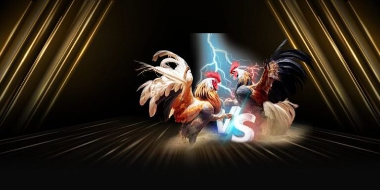 Cockfighting abc8 – Exciting live cockfights with transparent and fair betting odds.