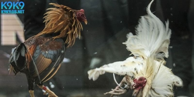 tim-hieu-chi-tiet-cach-van-hanh-nha-cai-cuoc-hang-dau-k9k9